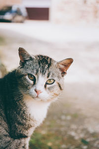 Close-up portrait of a cat