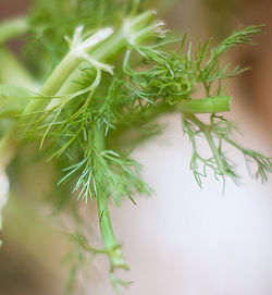 Close-up of fresh green plant