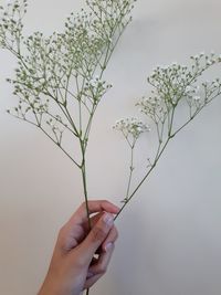 Midsection of person holding red flowering plant