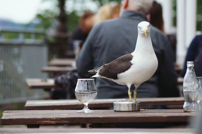 Seagull perching on table at restaurant