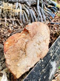 Close up of leaf