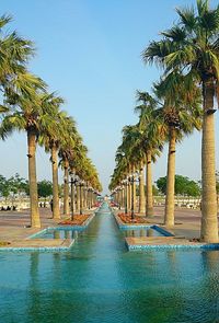 Palm trees at beach against clear blue sky