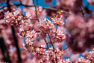 Close-up of pink cherry blossoms in spring