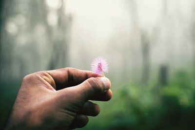 Close-up of man hand holding flower in forest