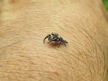 Close-up of insect on hand