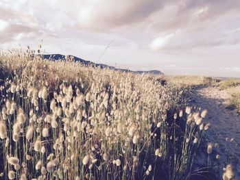 Crops growing on field against sky