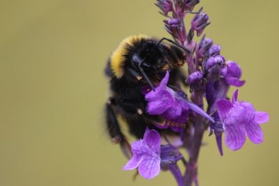 Close-up of honey bee pollinating on purple flower