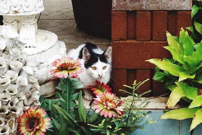 Flowers blooming in backyard