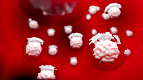 Close-up of jellyfish against red background