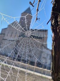 Close-up of spider web against plants