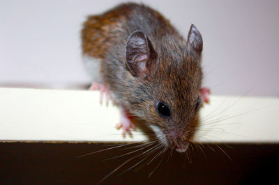 Close-up of a mouse