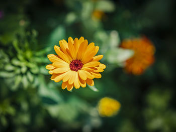 Close-up of yellow flowering plant