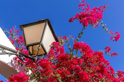 Low angle view of pink flowering tree against blue sky