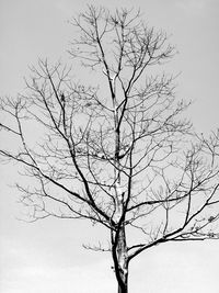 Low angle view of bare tree against clear sky