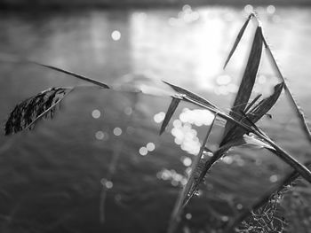 Close-up of wet plant