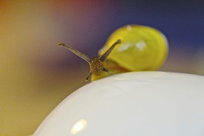 Close-up of yellow flower