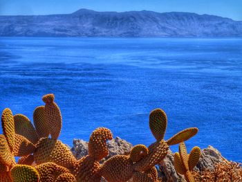 Cactus with sea in background
