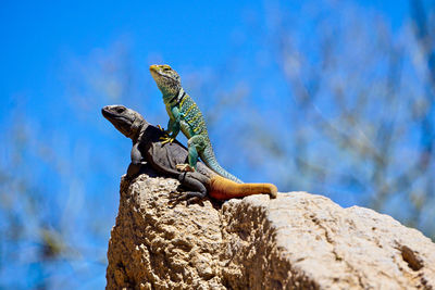 Close-up of lizard on rock