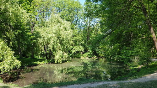 Scenic view of lake in forest