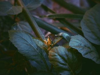 Close-up of insect on plant