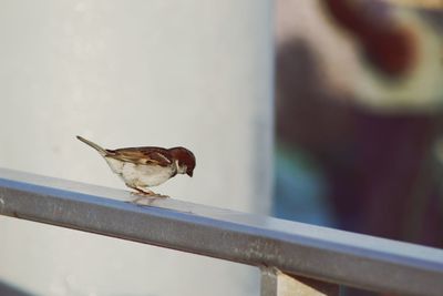 Bird perching on railing