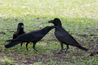 Three black feather crow bird on ground