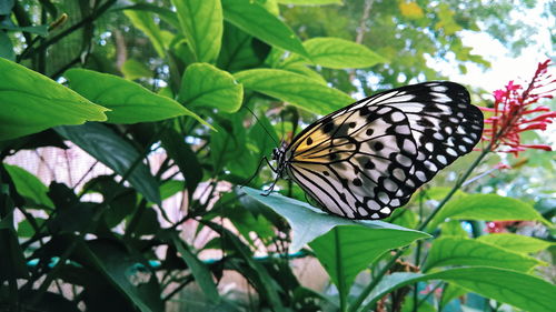 Close-up of butterfly on plant