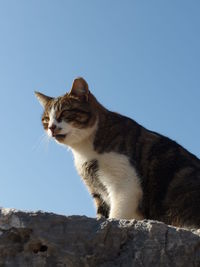 Low angle view of cat on rock against clear sky