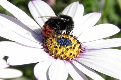 Close-up of bee on flower