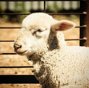 Close-up of an animal looking away