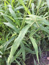 High angle view of raindrops on grass