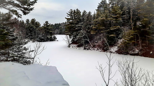 Close-up of trees against sky