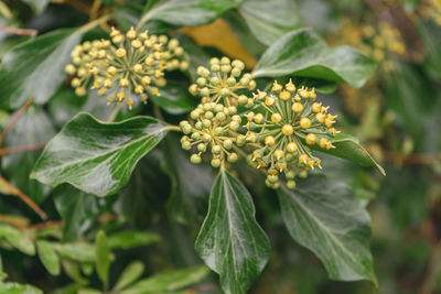 Close-up of flowering plant