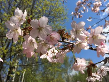 Low angle view of cherry blossoms in spring