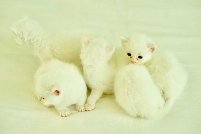 White cat resting on bed