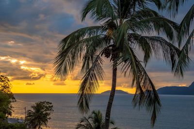 Palm tree by sea against sky during sunset