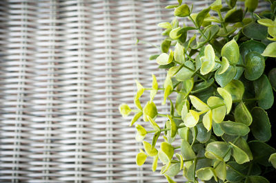 Close-up of fresh green leaves