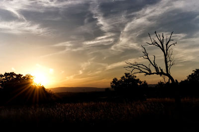 Silhouette plants on field against sky during sunset