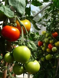 Low angle view of tomatoes growing on tree