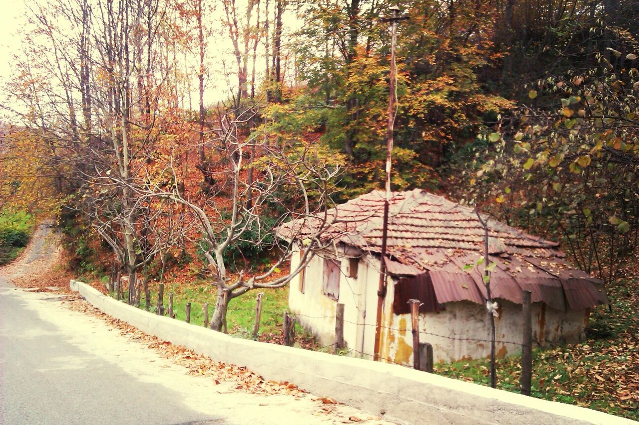 tree, built structure, architecture, the way forward, building exterior, house, road, day, sunlight, outdoors, no people, footpath, diminishing perspective, transportation, nature, tranquility, street, forest, leading, vanishing point