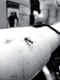 High angle view of fly