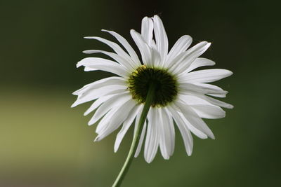 Close-up of white flower growing outdoors