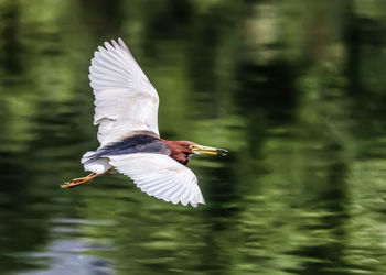 White heron flying over lake