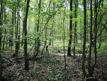 Trees growing in forest