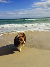 Dog standing on beach