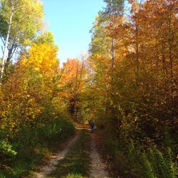 Footpath passing through forest