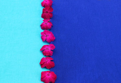 Close-up of red rose against blue background