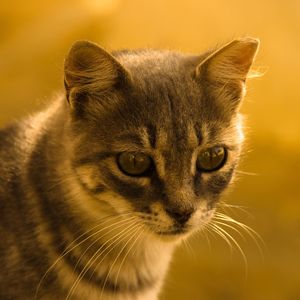 Close-up portrait of a cat