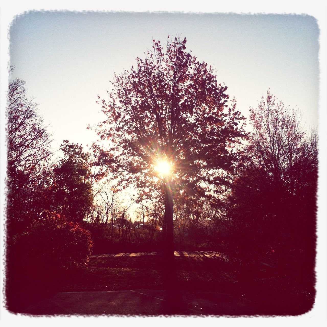 tree, sun, tranquility, transfer print, tranquil scene, bare tree, silhouette, beauty in nature, nature, scenics, branch, auto post production filter, sunlight, sunset, sunbeam, sky, field, lens flare, landscape, clear sky