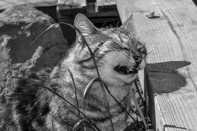 Close-up of a cat looking away